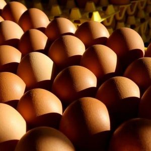 ¿Cuándo mirar huevos con ovoscopio?